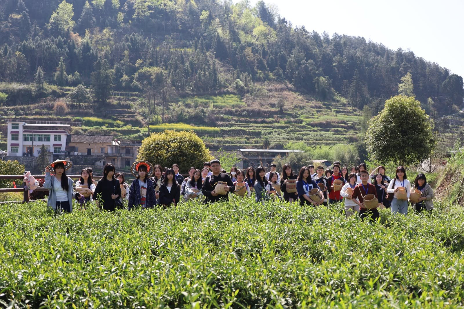 學生在山野茶園中進行研學